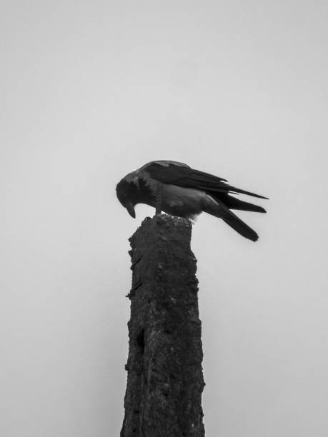 istock Vertical shot of a Corvus on a construction with a sky in the background 1452224589