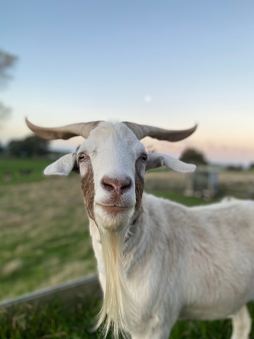 Happy pet goat