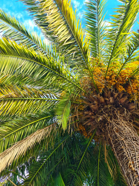 istock Top of a palm tree 1452226044