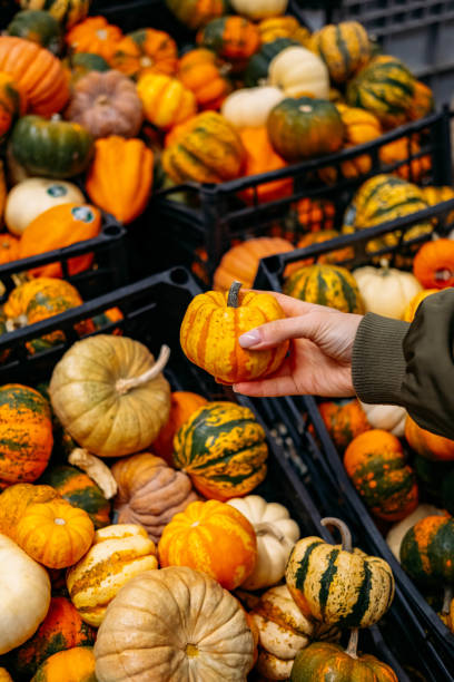 istock Miniature Pumpkins on the Market Shelf 1452226046