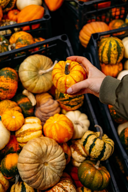 istock Miniature Pumpkins on the Market Shelf 1452226049