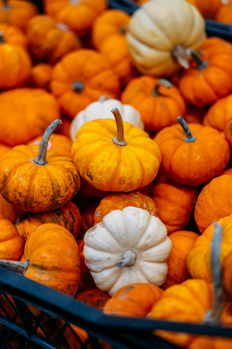 Autumn harvest of pumpkins full framed