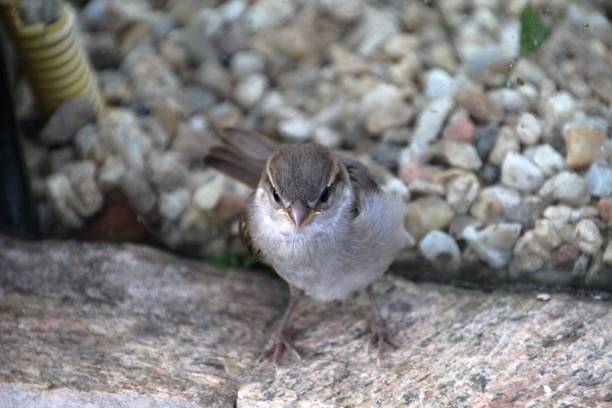 istock bird sparrow (chick)- passer domesticus 1452226820