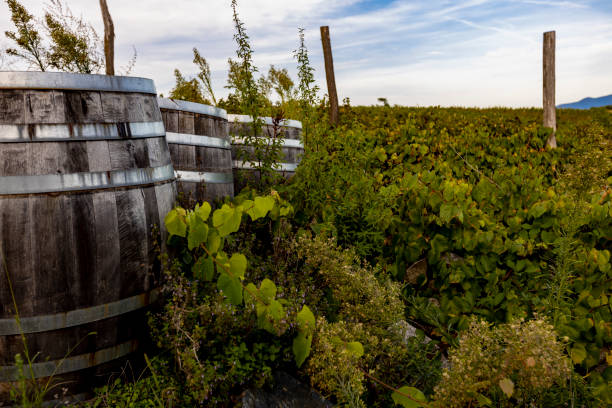 istock Wooden wine barrel in the vineyarrd 1452227763