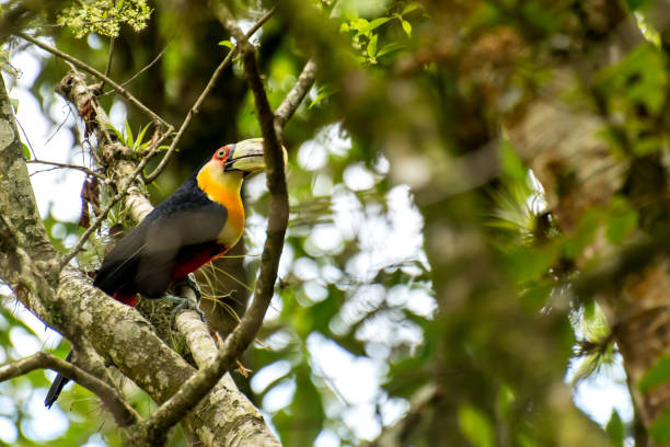 istock Toucan among the trees in a Brazilian forest 1452227829
