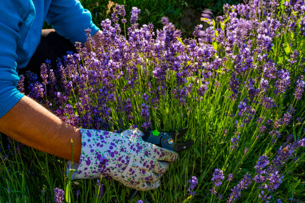 istock Lavender plants in the garden 1452228073
