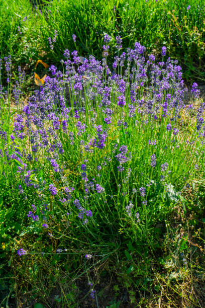 istock Lavender plants in the garden 1452228084