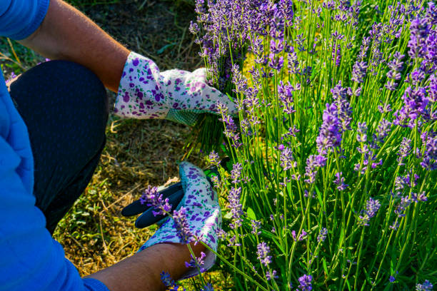 istock Lavender plants in the garden 1452228085