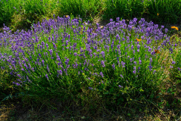 istock Lavender plants in the garden 1452228087