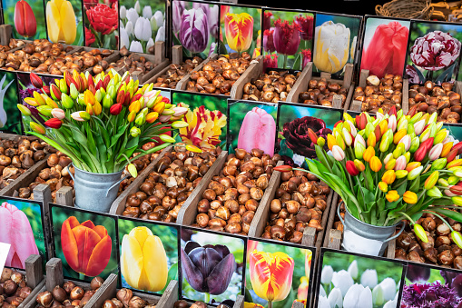 Colorful tulips and tulip bulbs on floating flower market in Amsterdam.