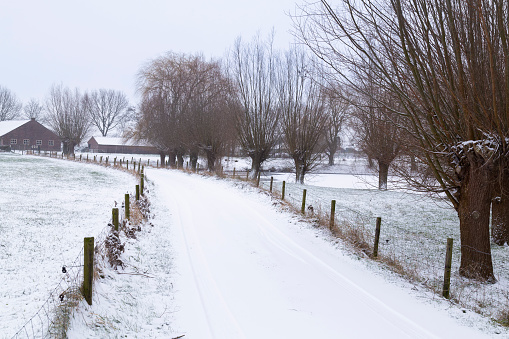 Snowy country road with willow trees to a farm.