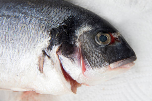 Closeup of the Gilt-head bream on the market