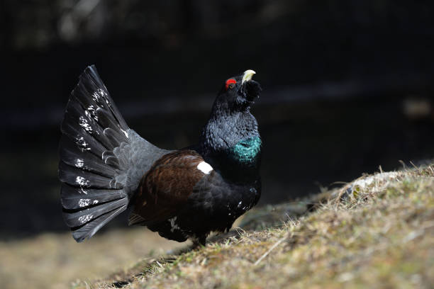 istock Wood Grouse mating in alpine terrain 1452229667