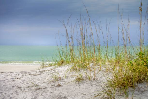 Pure white sand dunes and tall reeds on the beach with blue and turquoise waters in the background at Anna Maria Island, Florida stock photo
