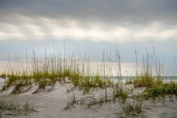 Grass on the sand dunes at the beach on Anna Maria Island, Florida stock photo