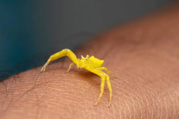 Yellow Crab spider (Thomisus onustus) on hand, Satara, Maharashtra, India