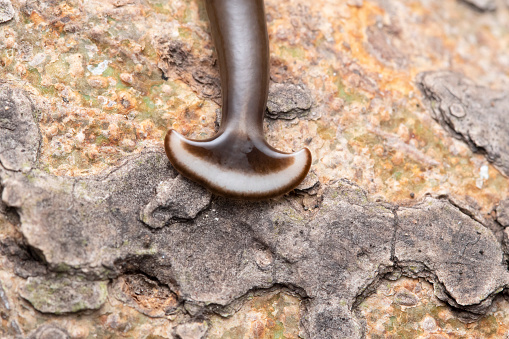 Head Closeup of Hammer headed slug (Humbertium sp) family Bipaliidae on a bark