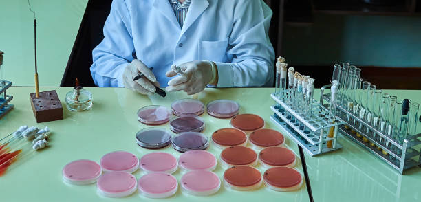 veterinary student perform laboratory bacteriological inoculation microbial stock photo