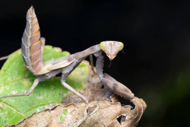 istock Green mantis about to shed its skin (Hierodula ventralis) 1452231716