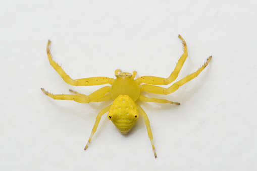 Photo of Yellow flower crab spider (Thomisus onustus) against white background