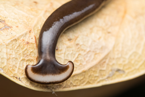 Closeup of a Hammer headed slug (Humbertium sp) Family Bipaliidae