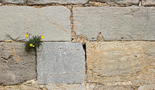 A closeup shot of an old stone wall with a flowering plant growing on it