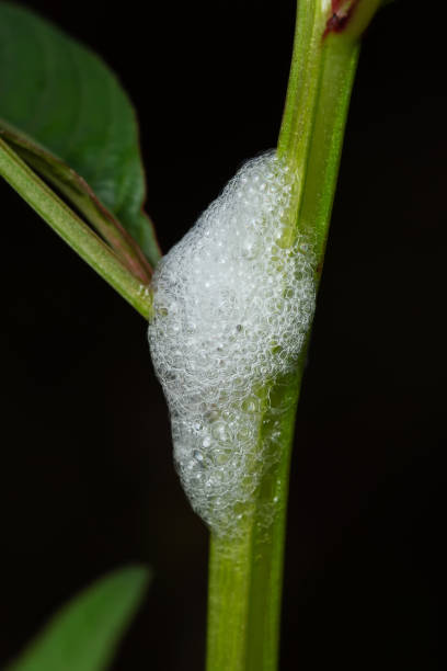 larves de punaise des crachats dans sa maison en mousse (clovia punctata) - punctata photos et images de collection