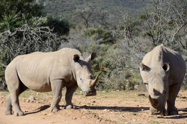 istock Two southern white rhinos 1452232560
