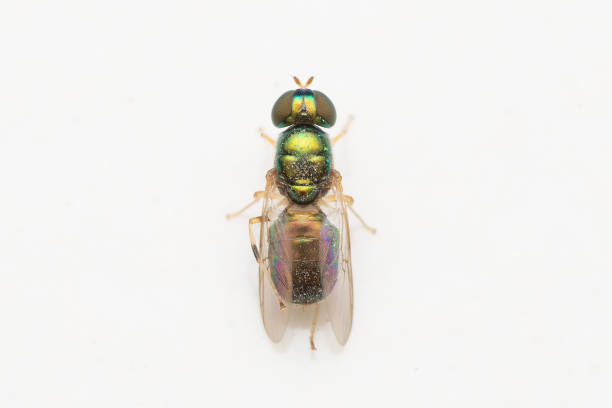 istock Metallic soldierfly (Microchrysa polita) closeup against white background 1452232702