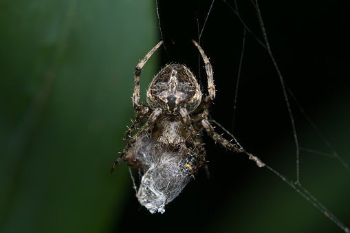 Pseudeuophrys lanigera Jumping Spider. Digitally Enhanced Photograph.