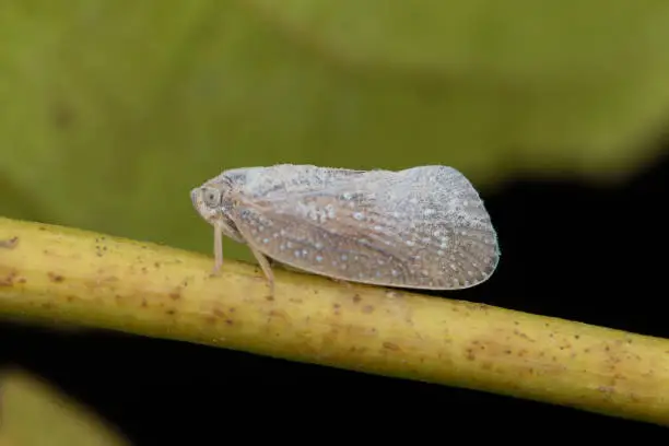 White planthopper sitting on a twig at night