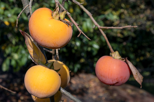 Persimmon tree with fruits. Sweet persimmon tree.