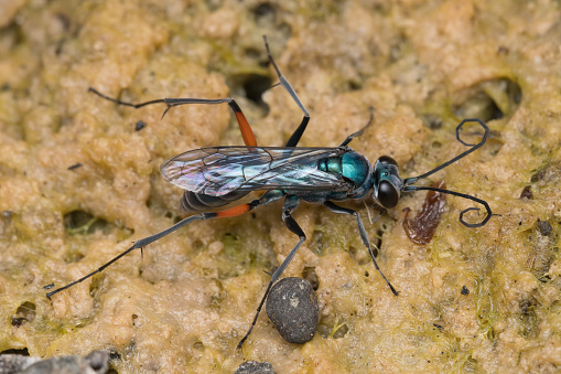 Dorsal view of Emerald wasp (Ampulex compressa) re-hydrating and collecting water to built home