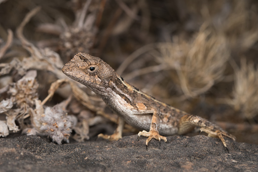 Female fan-throated lizard resting on a rock against dried grass