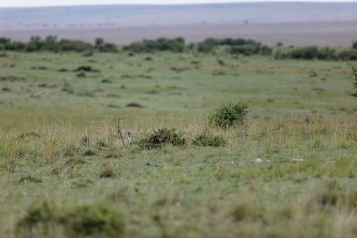 An old female cheetah popping her head out of the grass in the Masai Mara, Kenya