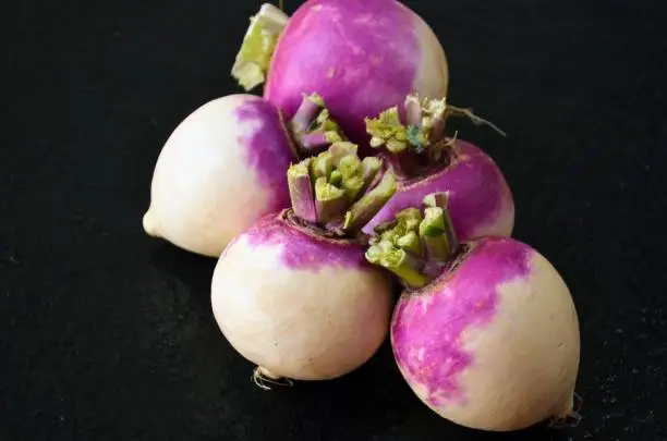 Turnips or white turnip, Brassica rapa is a root vegetable commonly grown in temperate climates worldwide for its white, fleshy taproot. White and purple coloured turnips with black background.