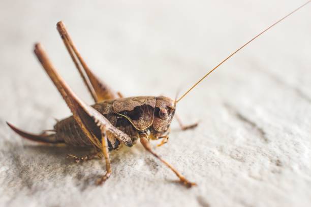 istock Closeup of a dark bush cricket sitting on a solid ground 1452245385