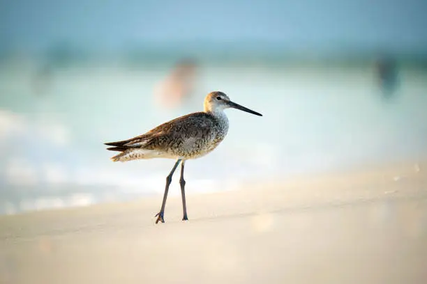 Photo of Large-Billed Dowitcher wild sea bird looking for food on seaside in summer