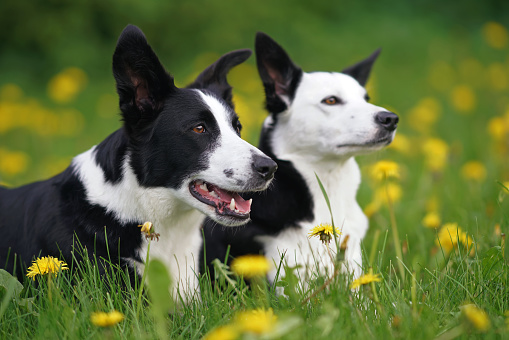 Two black and white short-haired Border Collie dogs lying down in a green grass with yellow dandelion flowers in summer