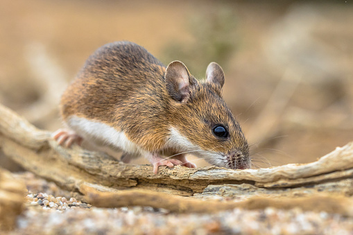 yellow-necked mouse (Apodemus flavicollis) sitting on log and looking at camera in natural sandy habitat background