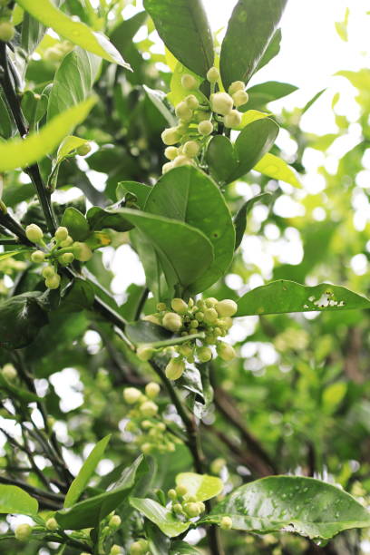 istock Many buds of mandarin orange 1452252406