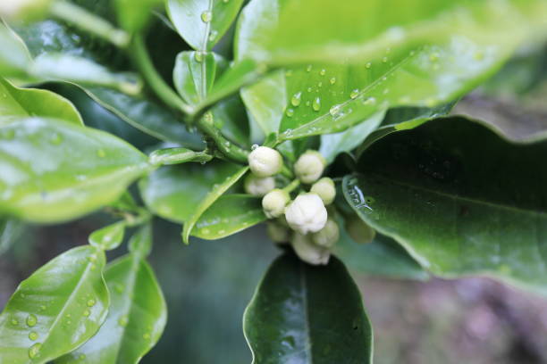istock Mandarin orange buds with water droplets 1452252415