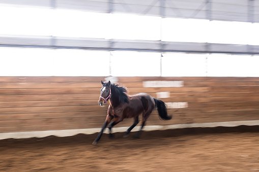 A pet horse running around a dirt track indoors for training. Long exposure to show movement. Only the horses head is sharp in focus.