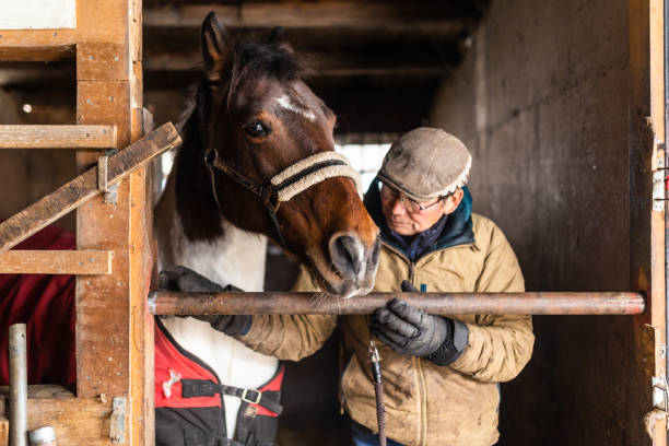 A senior Japanese man getting his horse ready to ride by putting a bridle on it in a stable.
