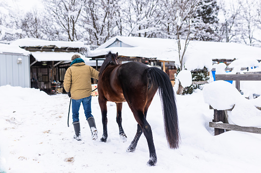 A rear view of a man walking his horse in winter on a snowy farm field.