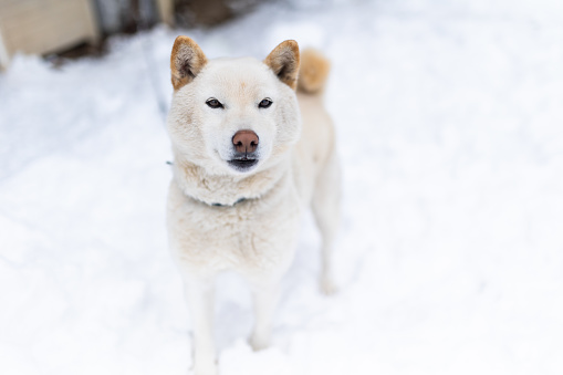 A white Shiba dog outside in winter in the snow.