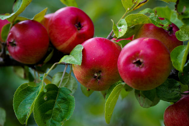 istock Close up of apples growing on tree 1452253752