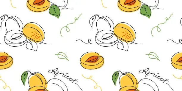 Vector illustration of Apricot vector pattern. One continuous line art drawing of apricot pattern