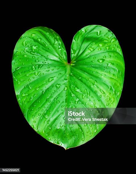 Philodendron Green Leaf Water Drops Black Background Isolated Closeup Homalomena Leaves Caladium Foliage Exotic Tropical Plant Branch Araceae Houseplant Natural Design Heart Shape Floral Pattern Stock Photo - Download Image Now