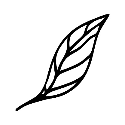 Leaf vector icon. Hand drawn doodle isolated on white. Veined birch or elm foliage, on stem. A simple botanical sketch of a wild, garden, forest plant. Clipart for posters, prints, cards